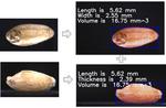 Single Wheat Seed Volume Measurements as Estimated from Orthogonal Top and Side Images.